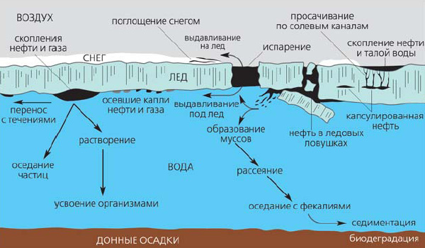 Сравнительный анализ способов очистки водоёмов от нефтяных пятен