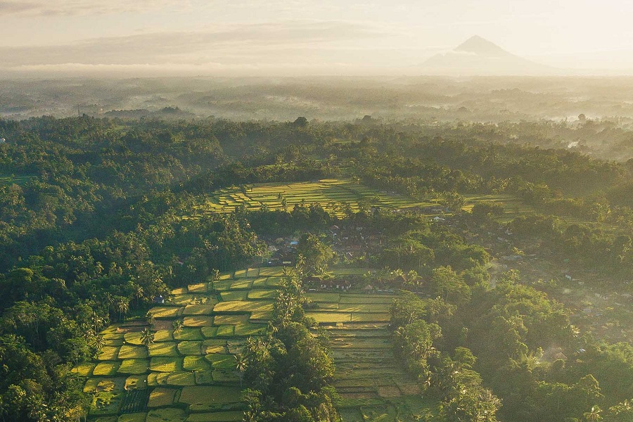 St Regis Bali Tegalalang Rice Terrace.jpg