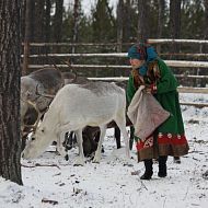 Рацион оленей состоит из комбикорма, разработанного ЛУКОЙЛом для оленей