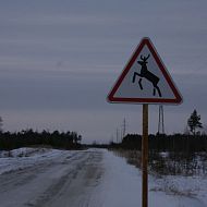 Осторожно, олени! В ХМАО-Югре этот знак встречается так же часто, как Кирпич в городах