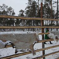 Перед выделкой шкуры оленя должны хорошо выветриться