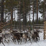 Сейчас Надя Кечимова будет кормить оленей комбикормами, специально разработанными в ЛУКОЙЛе для оленей