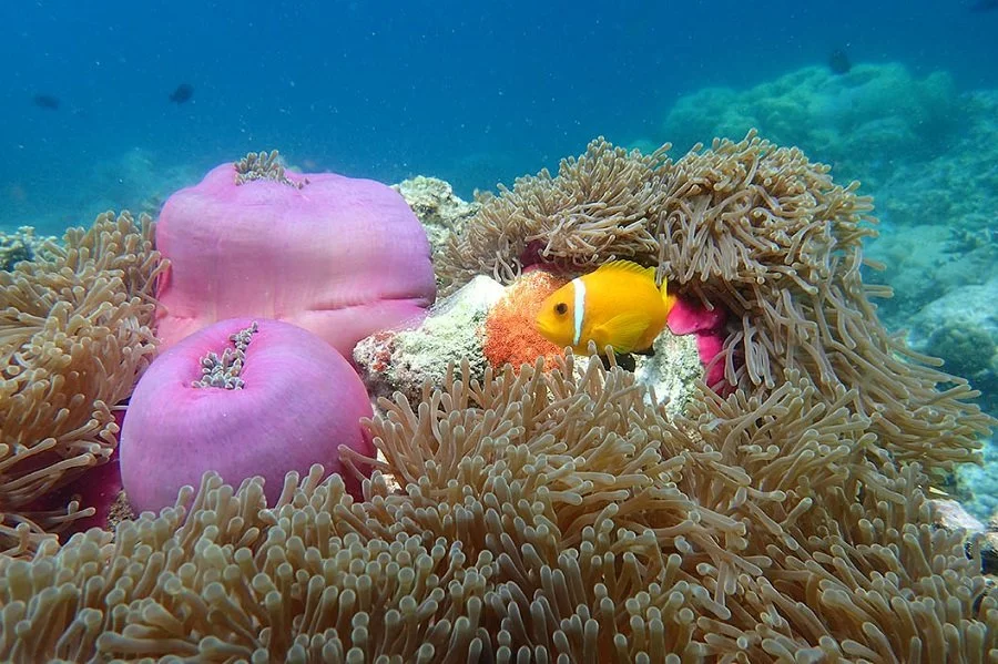 Huvafen Fushi2.jpg Huvafen Fushi2.jpg
