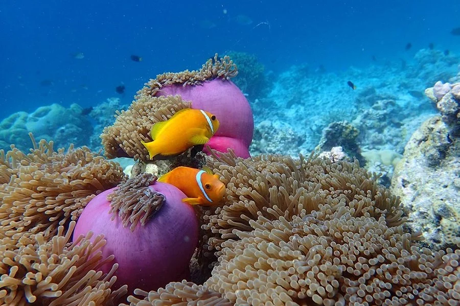 Huvafen Fushi3.jpg Huvafen Fushi3.jpg